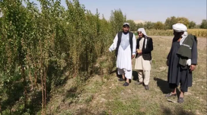 ارزګان کې د نيالګيو روزنکي: د طالبانو حکومت مو د نيالګيو لپاره بازارموندنه و نه کړه