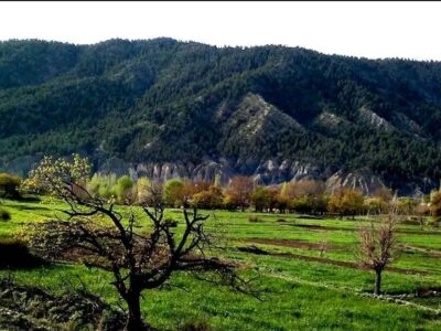 یک زن در پکتیکا سر بریده شد