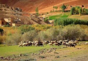 تشدید کندن‌کاری مکان‌های باستانی ازسوی والی طالبان در بامیان
