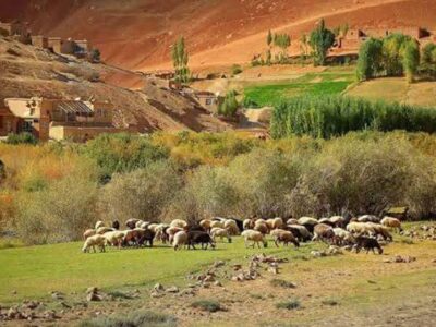 تشدید کندن‌کاری مکان‌های باستانی ازسوی والی طالبان در بامیان