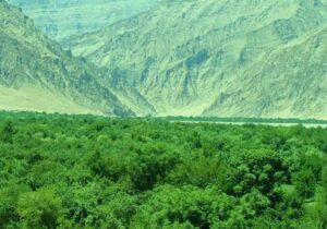 افزایش بیش از حد خودکشی دختران نوجوان در حکومت طا.لبان