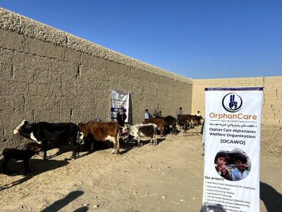  چپرهار ولسوالۍ کې پر کونډو مېرمنو غواګانې وویشل شوې