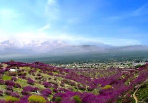 مردی در پروان همسرش را با ریسمان کشت