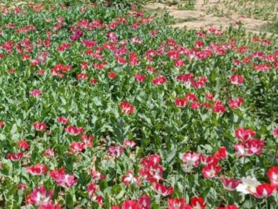 کارزار تخریب کشتزار های کوکنار در بلخ جریان دارد 