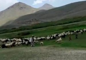 کوچی‌های مسلح شش نفر را در ولایت میدان وردک زخمی نمودند
